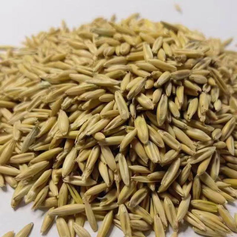 燕麦牧草种籽饲养用燕麦种子养殖牛羊鱼牧草种子燕麦草籽耐旱