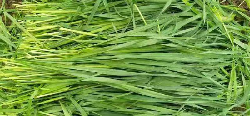燕麦牧草种籽饲养用燕麦种子养殖牛羊鱼牧草种子燕麦草籽耐旱