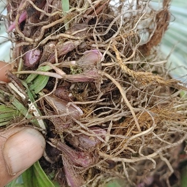 毛慈菇苗