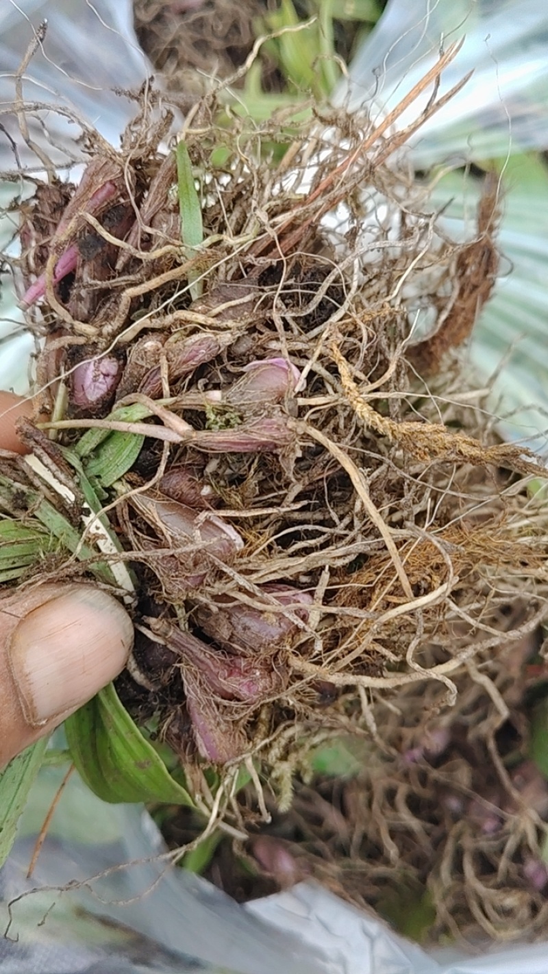毛慈菇苗