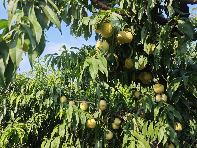 水蜜桃永莲蜜1号150亩黏合，拆袋中大量上市寻求有实力客