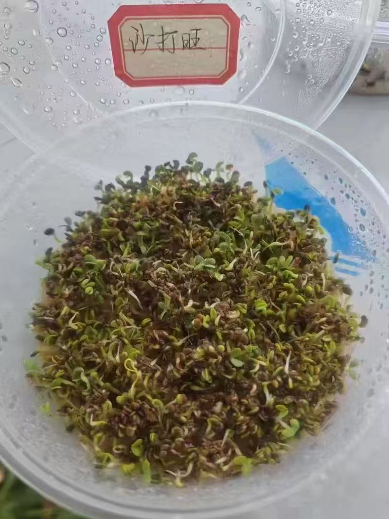 沙打旺种子多年生牧草绿肥草护坡草耐寒耐旱耐盐碱