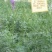 沙打旺种子多年生牧草绿肥草护坡草耐寒耐旱耐盐碱