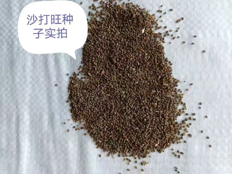沙打旺种子多年生牧草绿肥草护坡草耐寒耐旱耐盐碱
