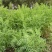 沙打旺种子多年生牧草绿肥草护坡草耐寒耐旱耐盐碱