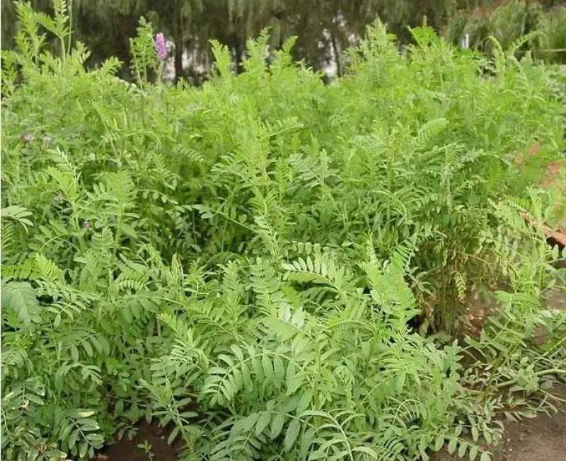 沙打旺种子多年生牧草绿肥草护坡草耐寒耐旱耐盐碱