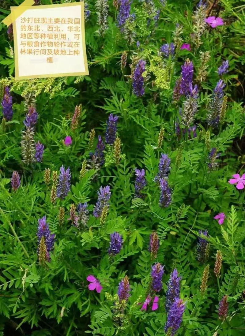 沙打旺种子多年生牧草绿肥草护坡草耐寒耐旱耐盐碱