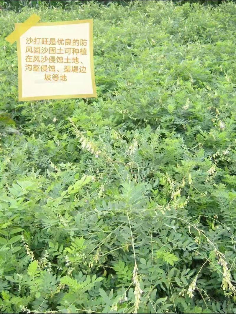 沙打旺种子多年生牧草绿肥草护坡草耐寒耐旱耐盐碱