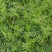 沙打旺种子多年生牧草绿肥草护坡草耐寒耐旱耐盐碱