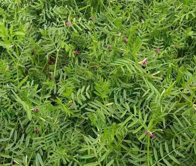沙打旺种子多年生牧草绿肥草护坡草耐寒耐旱耐盐碱