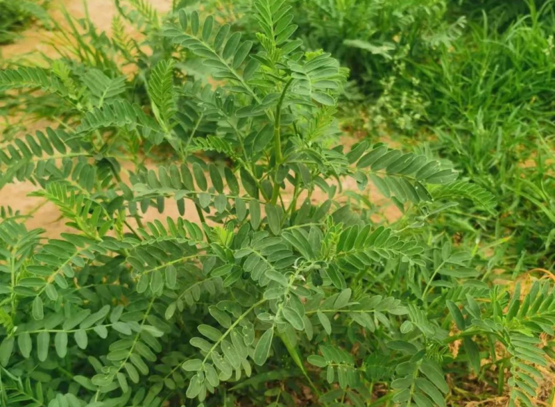 沙打旺种子多年生牧草绿肥草护坡草耐寒耐旱耐盐碱