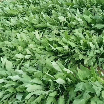 苦麻菜种子养鸡鸭鹅牧草鸡鸭鱼猪鹅苦麦菜鹅菜苦麦菜养鸡专用