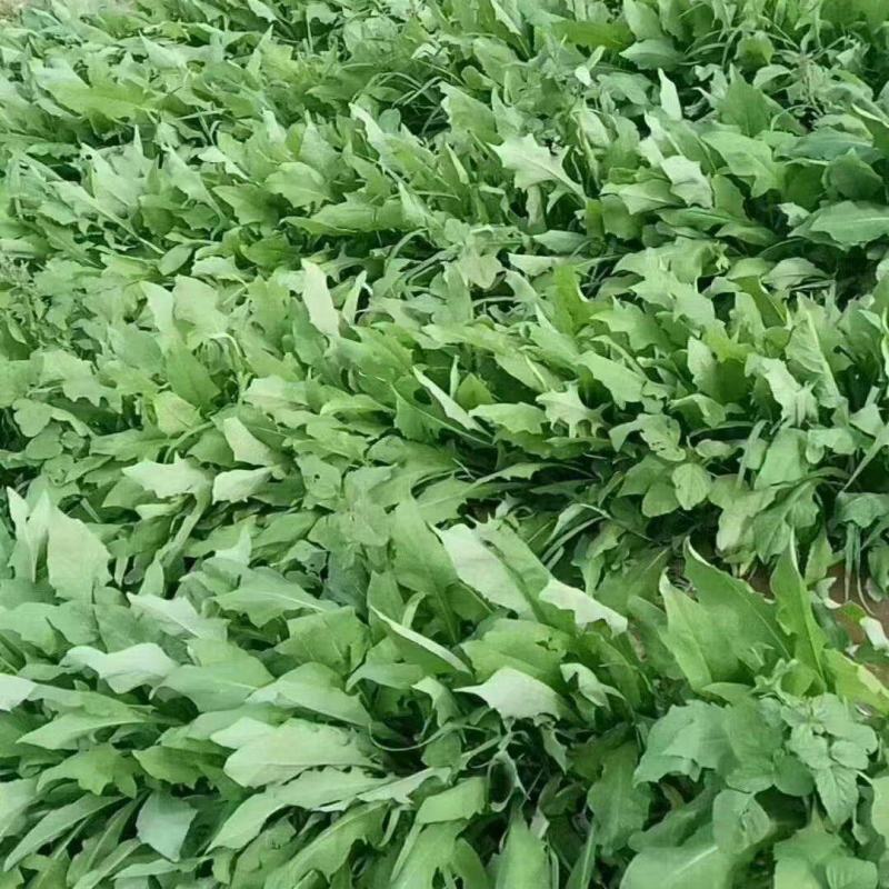 苦麻菜种子养鸡鸭鹅牧草鸡鸭鱼猪鹅苦麦菜鹅菜苦麦菜养鸡专用