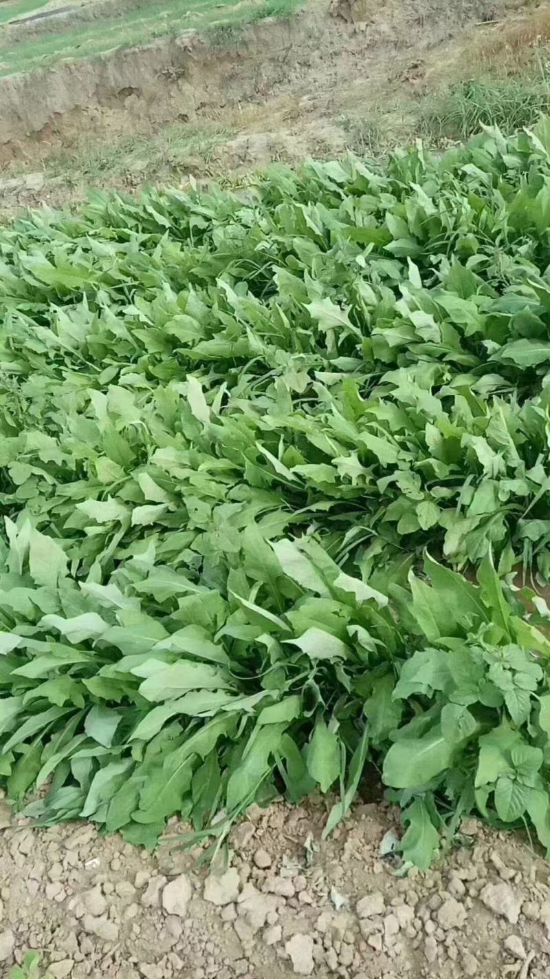 苦麻菜种子养鸡鸭鹅牧草鸡鸭鱼猪鹅苦麦菜鹅菜苦麦菜养鸡专用