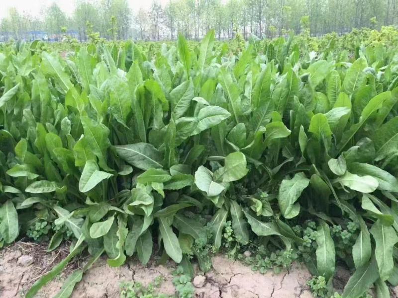 苦麻菜种子养鸡鸭鹅牧草鸡鸭鱼猪鹅苦麦菜鹅菜苦麦菜养鸡专用