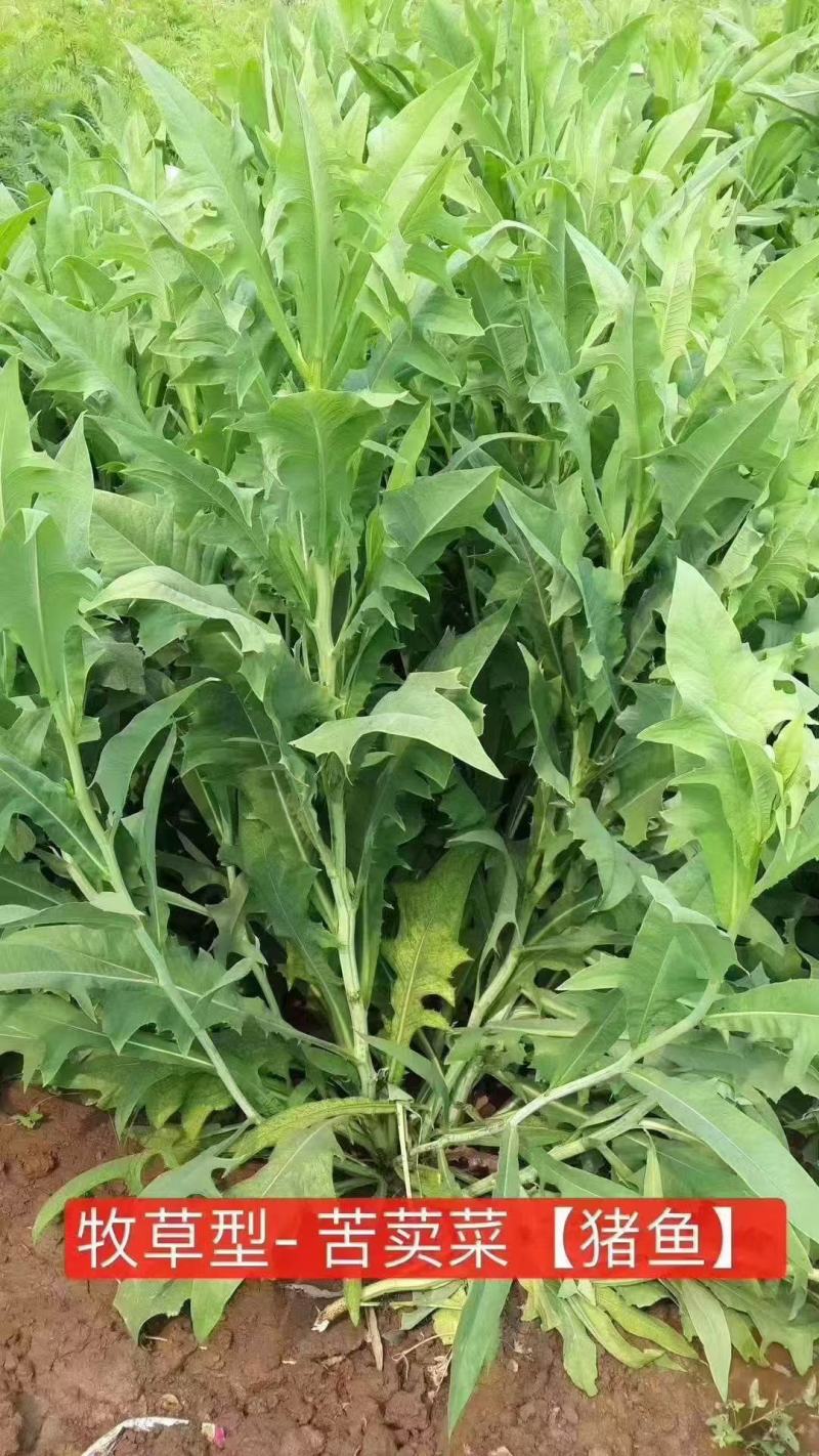 苦麻菜种子养鸡鸭鹅牧草鸡鸭鱼猪鹅苦麦菜鹅菜苦麦菜养鸡专用