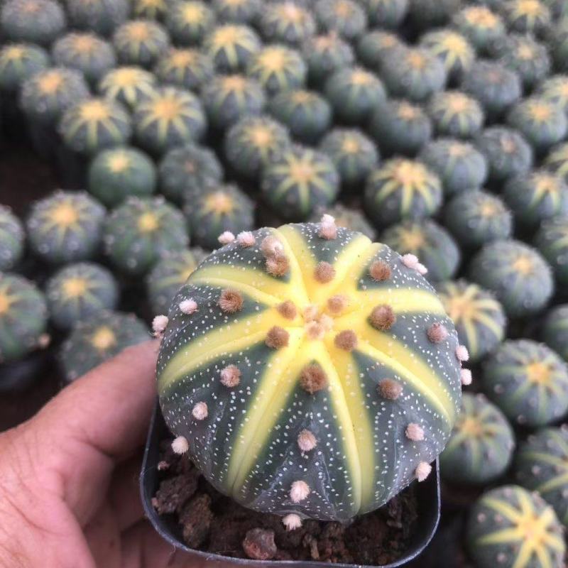 星兜锦有量批发