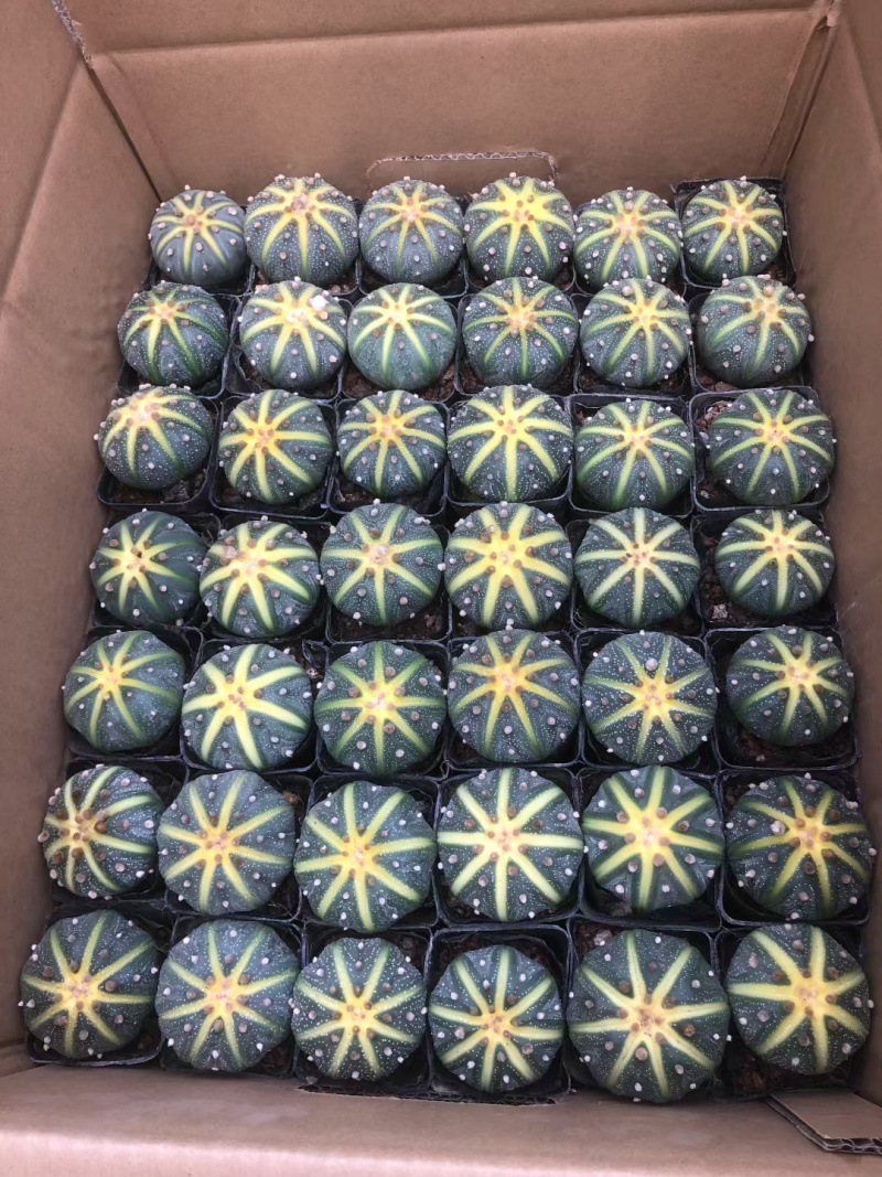星兜锦有量批发