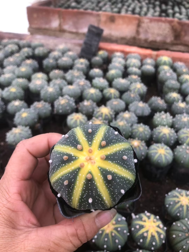 星兜锦有量批发