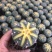 星兜锦有量批发