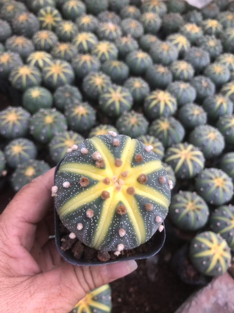 星兜锦有量批发