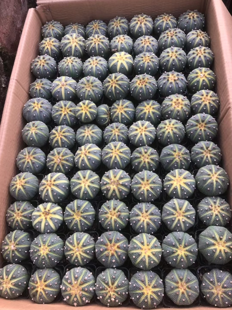 星兜锦有量批发