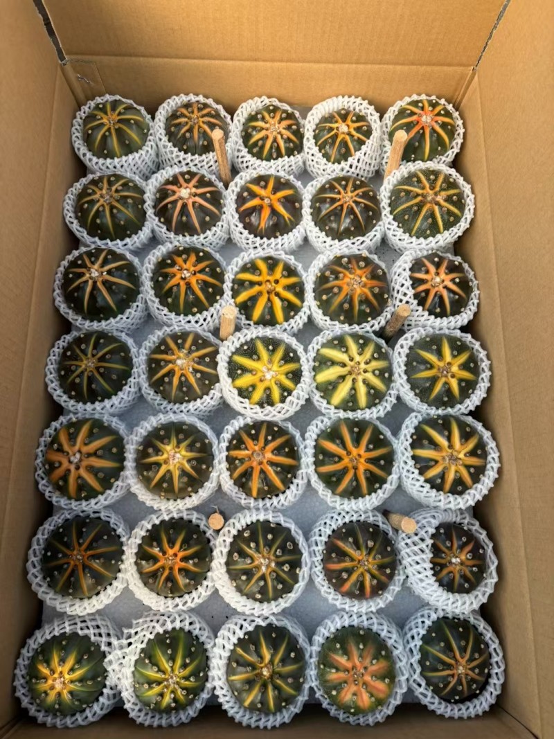 星兜锦有量批发