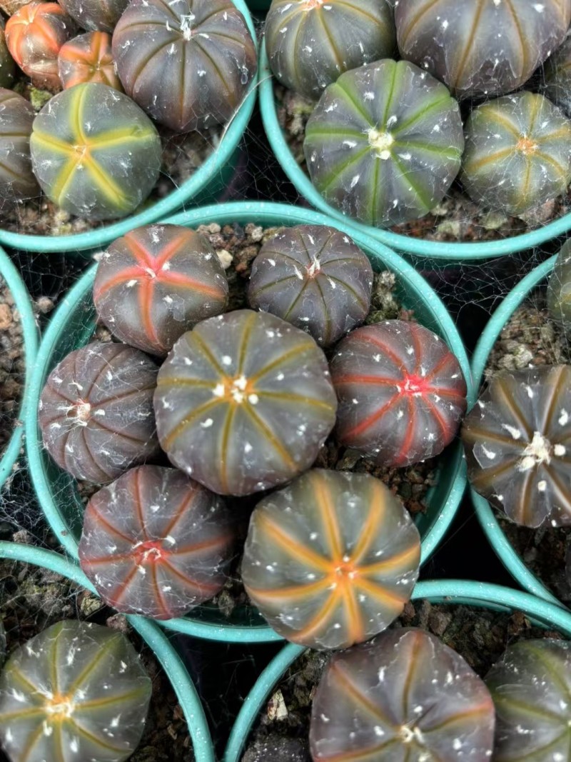 星兜锦有量批发
