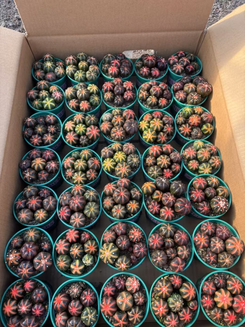 星兜锦有量批发