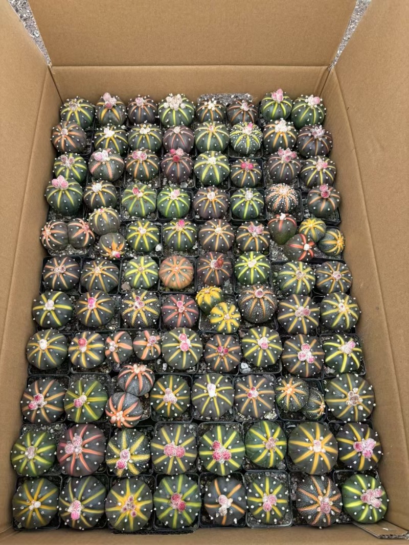 星兜锦有量批发