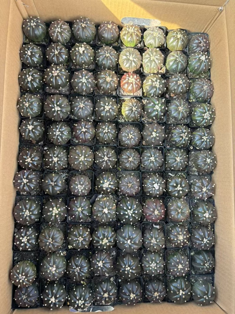 星兜锦有量批发