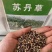 正宗苏丹草种子养鱼专用草籽四季猪牛羊牧草再生鱼草各种菜种