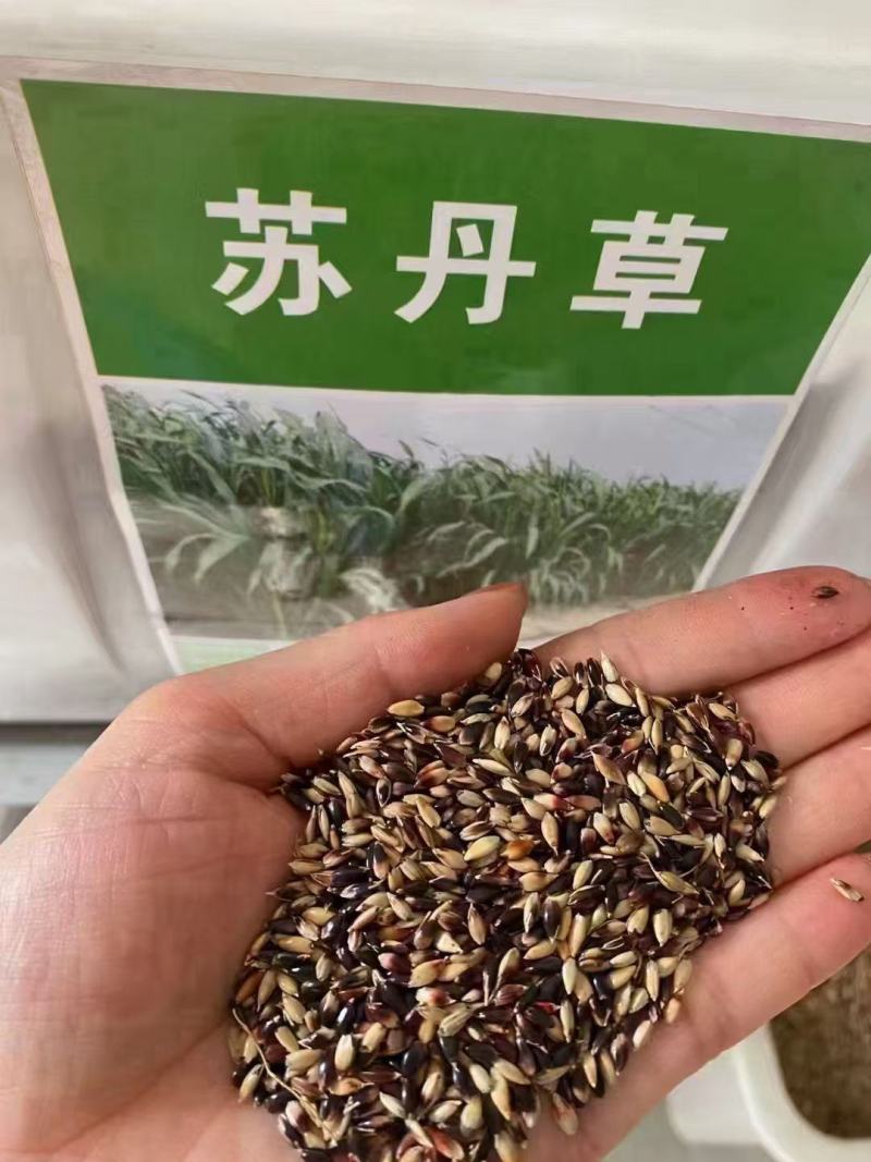 正宗苏丹草种子养鱼专用草籽四季猪牛羊牧草再生鱼草各种菜种