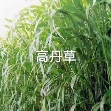 高丹草种子高丹王牧草种子杂交牧草种子喂猪牛羊鸡鸭鹅鱼草籽