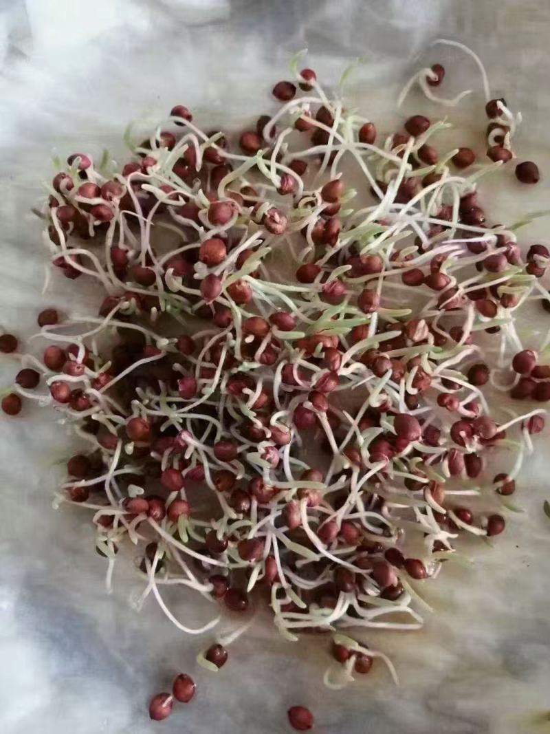 高丹草种子高丹王牧草种子杂交牧草种子喂猪牛羊鸡鸭鹅鱼草籽