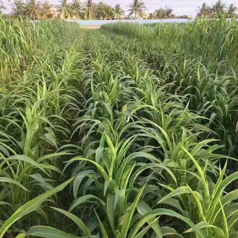高丹草种子高丹王牧草种子杂交牧草种子喂猪牛羊鸡鸭鹅鱼草籽