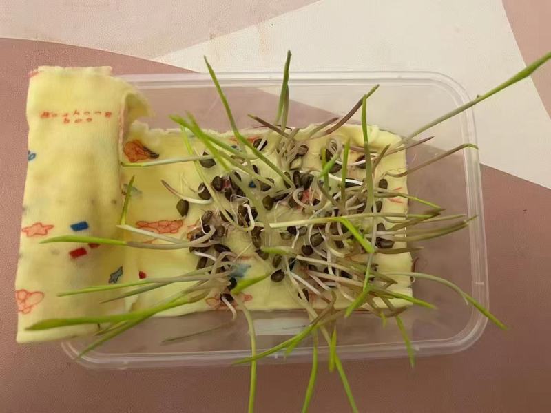 高丹草种子高丹王牧草种子杂交牧草种子喂猪牛羊鸡鸭鹅鱼草籽