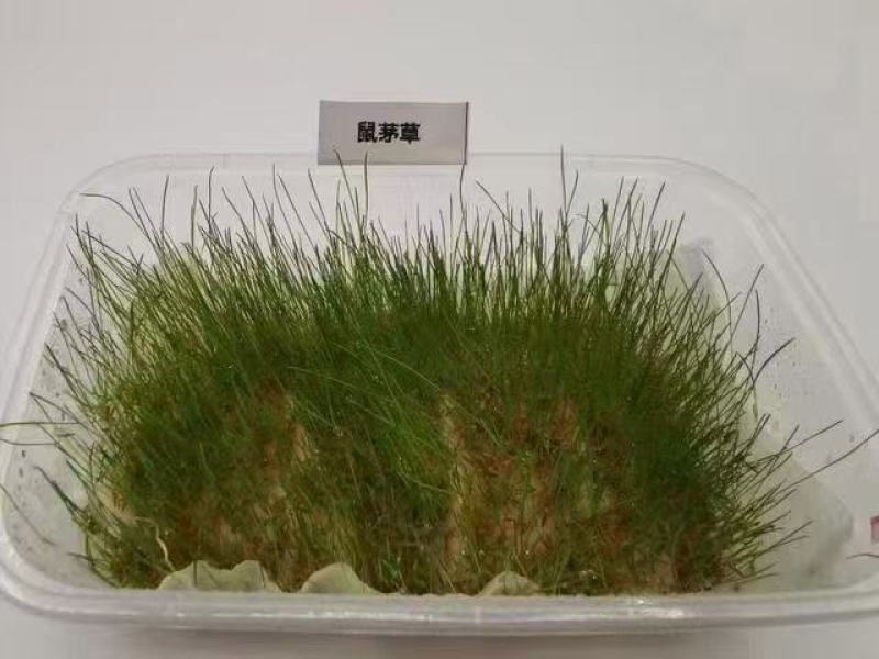 鼠茅草种籽鼠茅草种子果园绿肥鼠茅草种籽树林绿化绿肥绿肥草