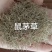 鼠茅草种籽鼠茅草种子果园绿肥鼠茅草种籽树林绿化绿肥绿肥草