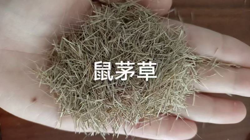 鼠茅草种籽鼠茅草种子果园绿肥鼠茅草种籽树林绿化绿肥绿肥草