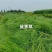鼠茅草种籽鼠茅草种子果园绿肥鼠茅草种籽树林绿化绿肥绿肥草