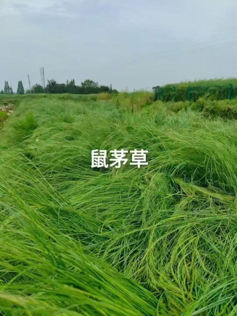 鼠茅草种籽鼠茅草种子果园绿肥鼠茅草种籽树林绿化绿肥绿肥草
