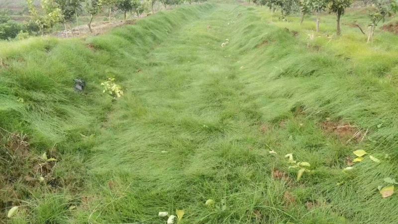 鼠茅草种籽鼠茅草种子果园绿肥鼠茅草种籽树林绿化绿肥绿肥草
