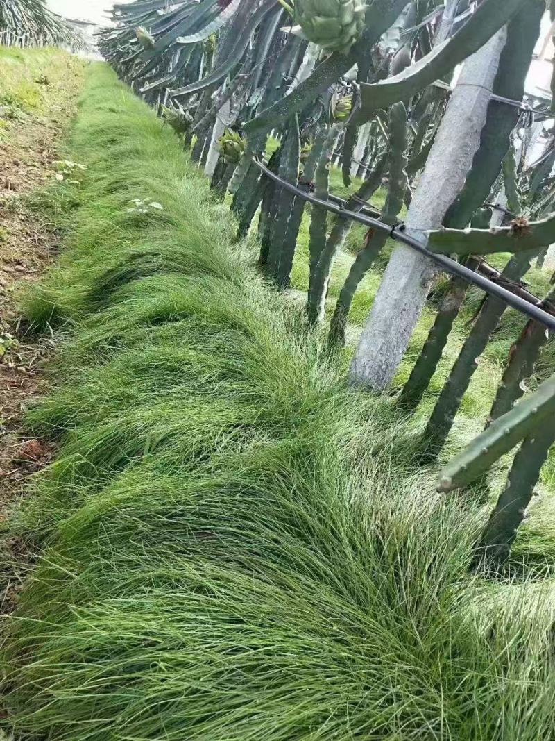 鼠茅草种籽鼠茅草种子果园绿肥鼠茅草种籽树林绿化绿肥绿肥草