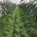 鼠茅草种籽鼠茅草种子果园绿肥鼠茅草种籽树林绿化绿肥绿肥草