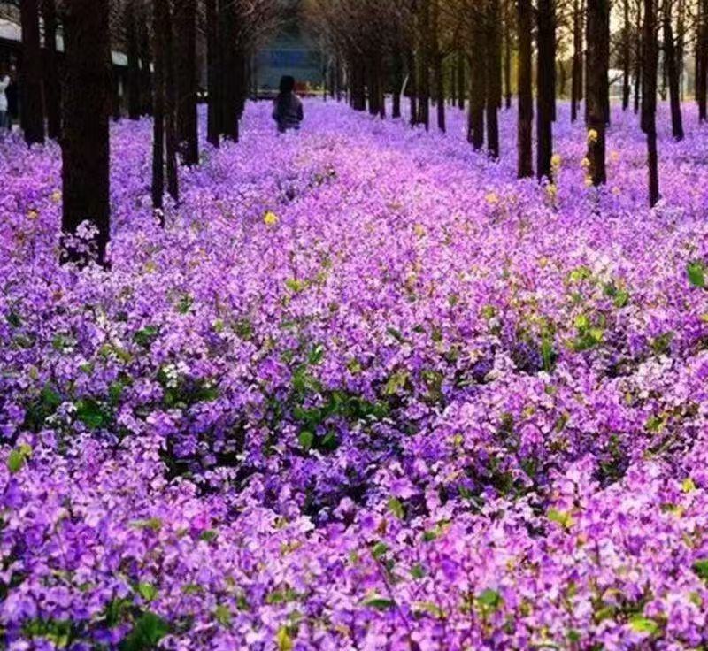 耐寒花种子二月兰室外四季播种开花喜阴花籽庭院路边公园景观