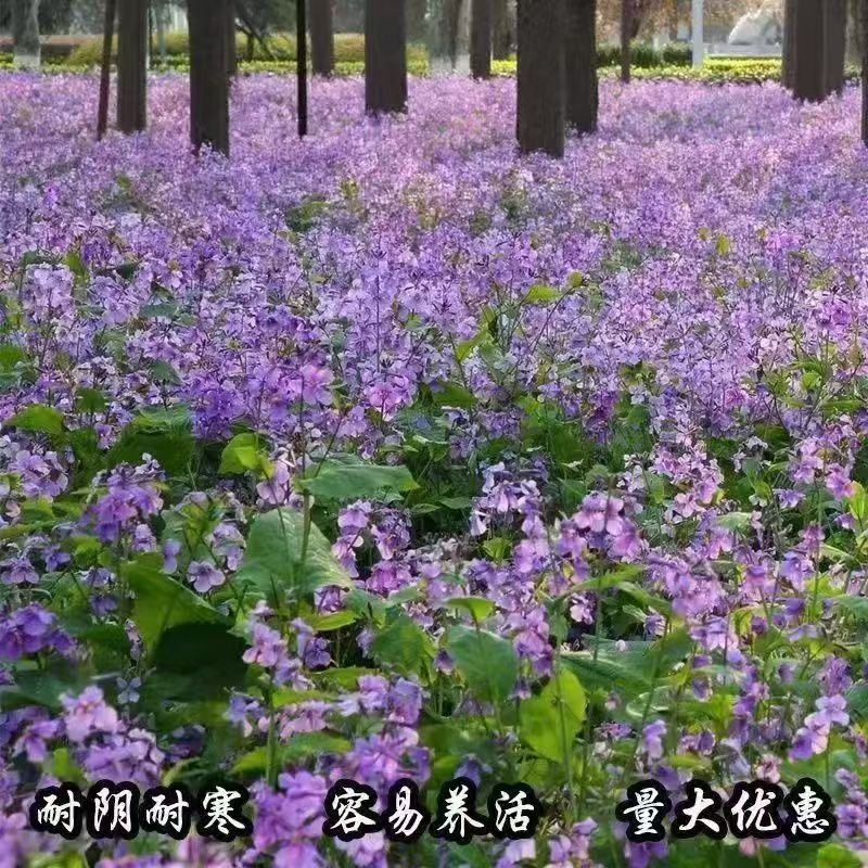 耐寒花种子二月兰室外四季播种开花喜阴花籽庭院路边公园景观