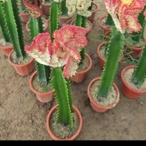 彩春风有量批发