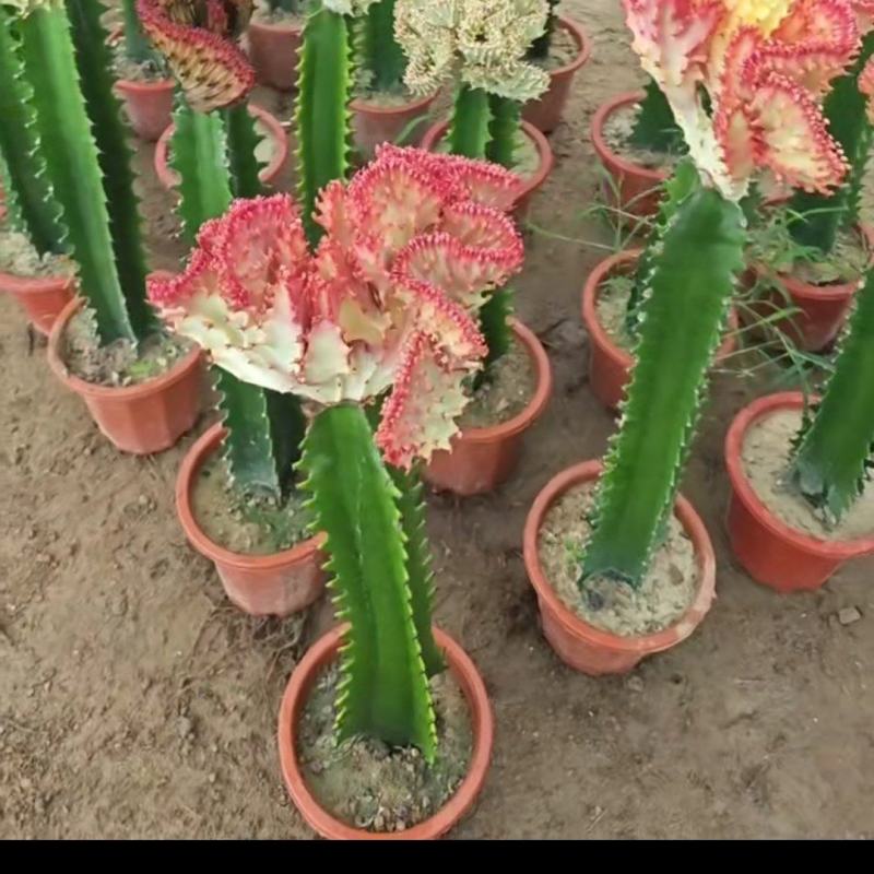 彩春风有量批发
