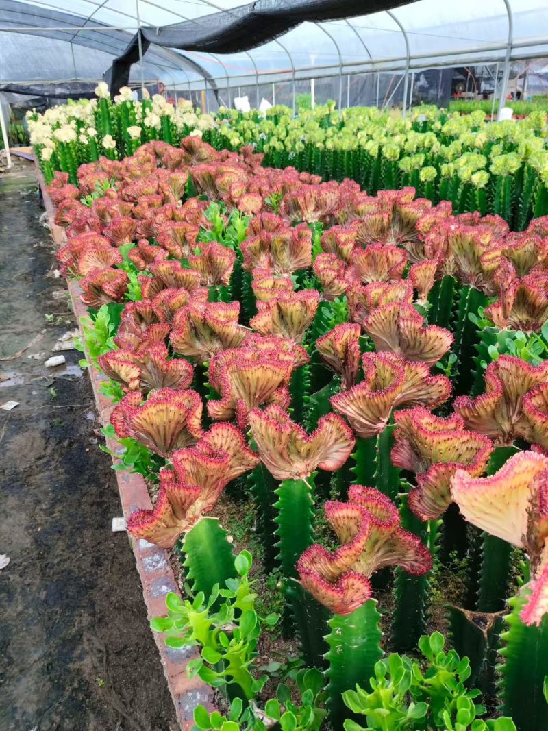 彩春风有量批发